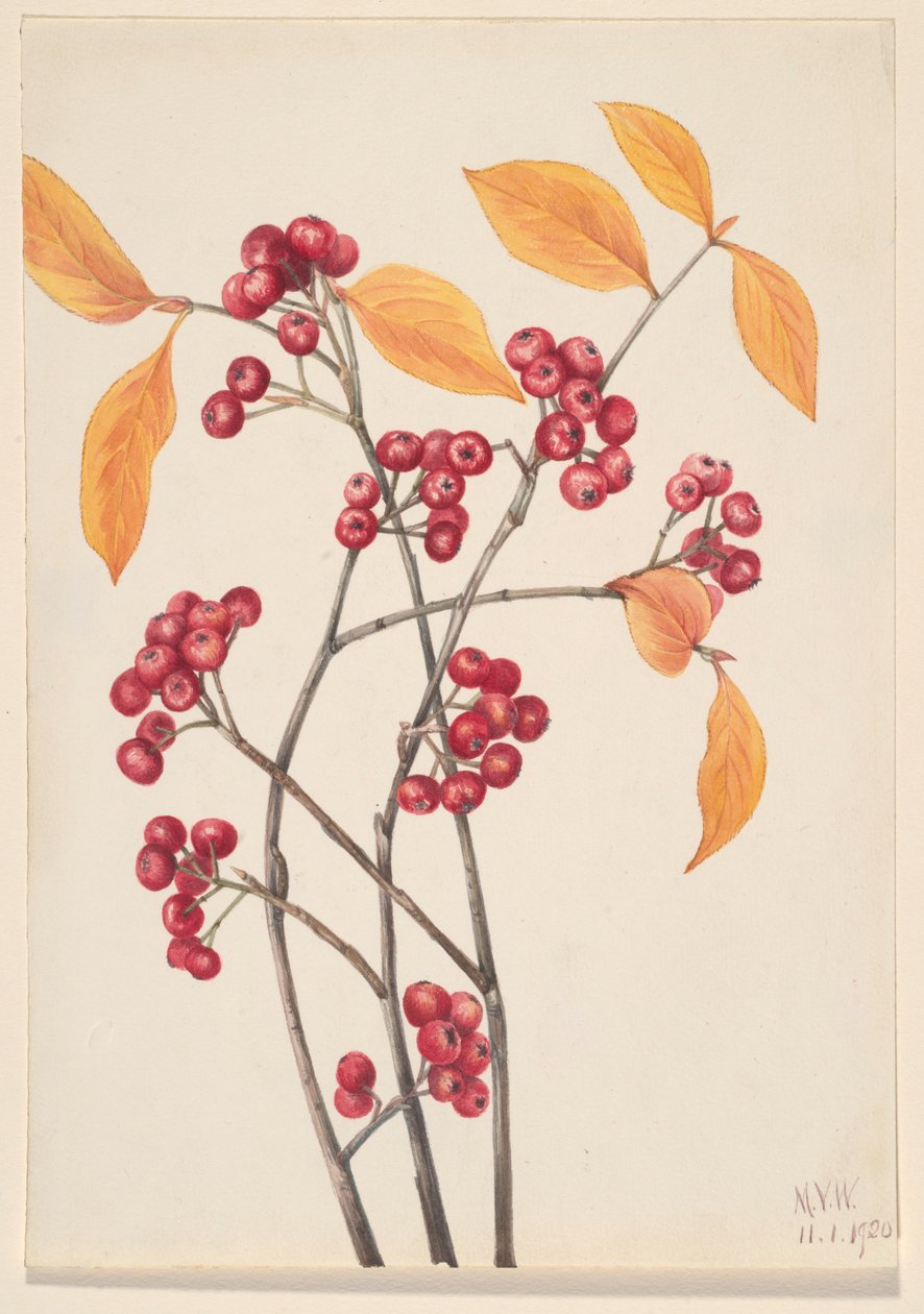 Rode appelbes (Aronia arbutifolia) door Mary Vaux Walcott