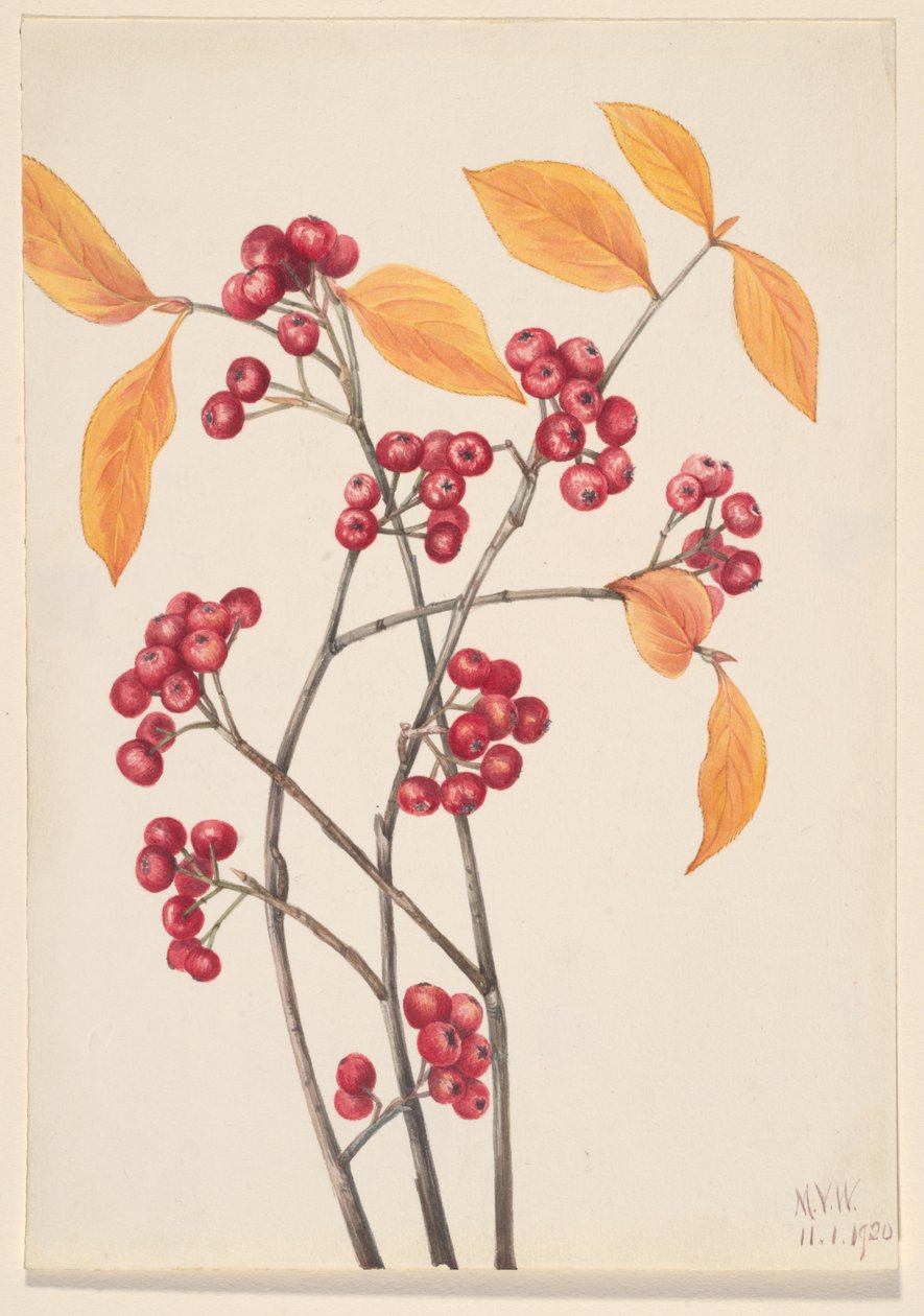 Rode chokeberry Aronia arbutifolia door Mary Vaux Walcott