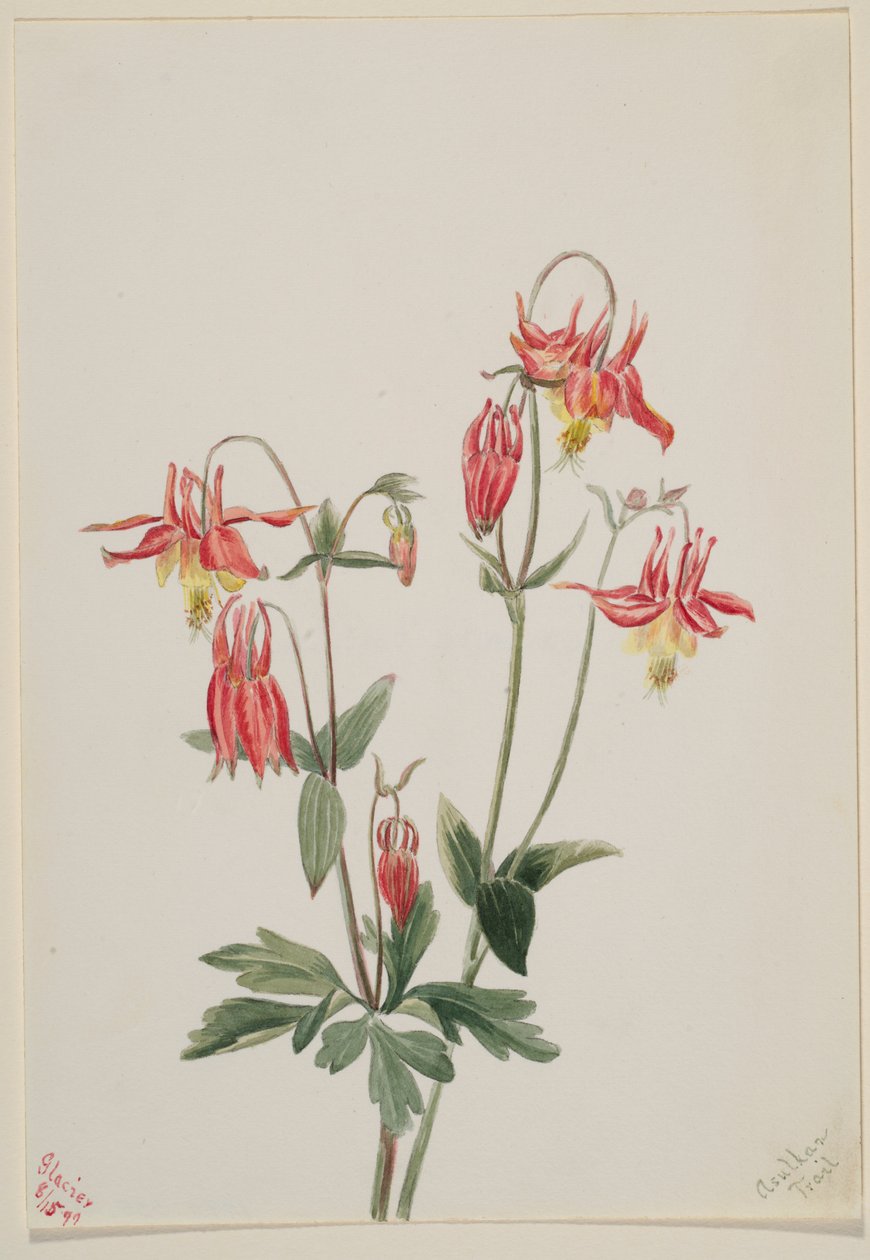 Rode akelei (Aquilegia formosa) door Mary Vaux Walcott