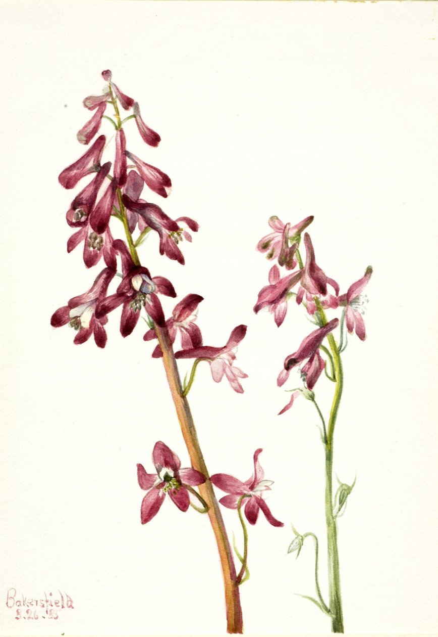 Rode ridderspoor (Delphinium nudicale) door Mary Vaux Walcott