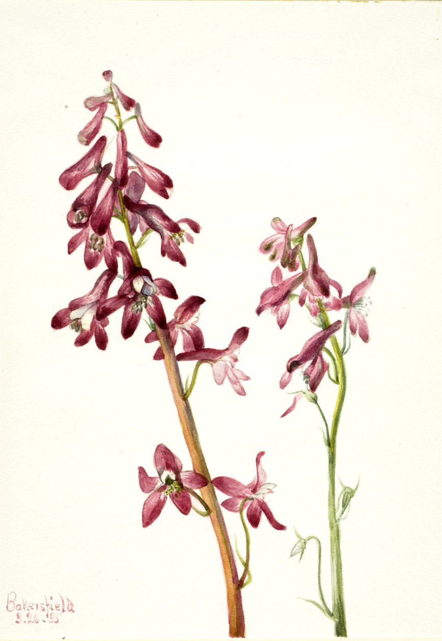 Rode ridderspoor Delphinium nudicale door Mary Vaux Walcott
