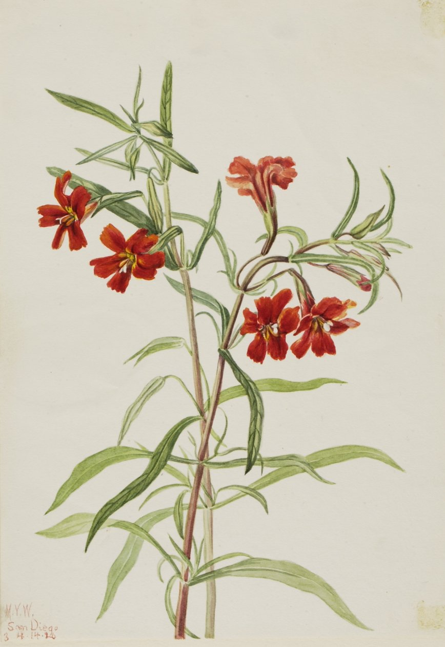 Rode apenbloem (Diplaucus puniceus) door Mary Vaux Walcott
