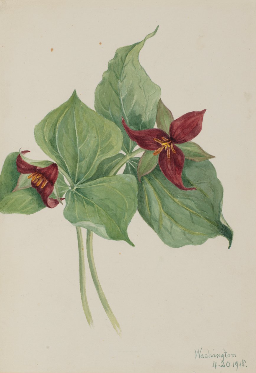 Rode Trillium (Trillium erectum) door Mary Vaux Walcott