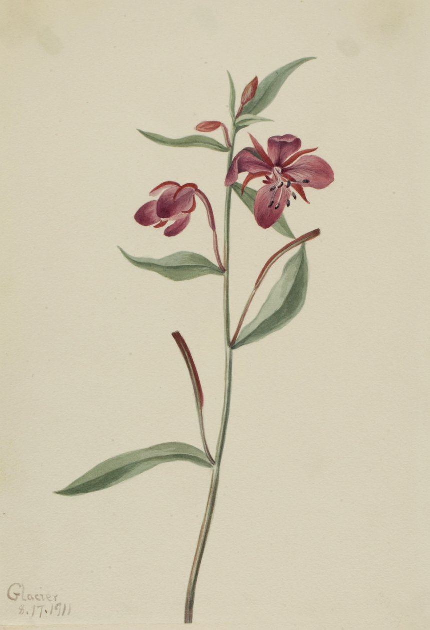 Rood wilgenroosje (Epilobium latifolium) door Mary Vaux Walcott