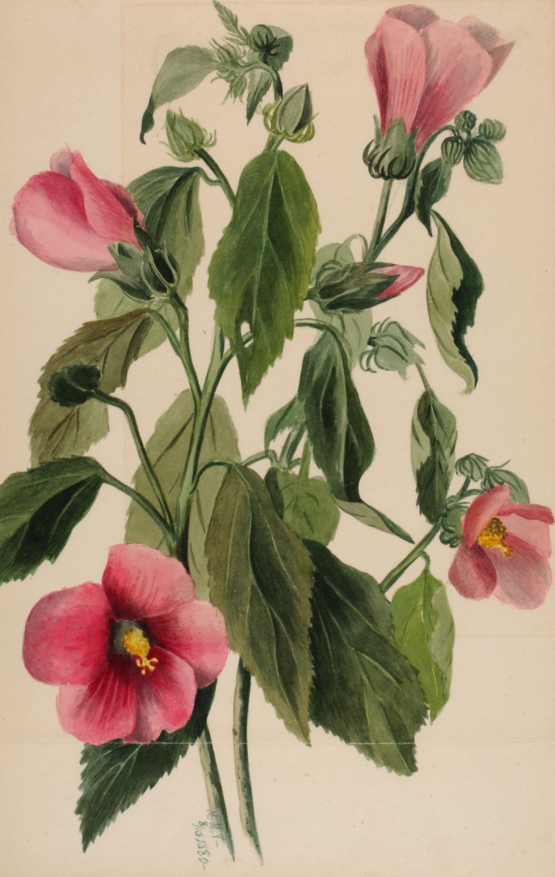 Roze Gentiaan Sabbatia angularis, 1880 door Mary Vaux Walcott