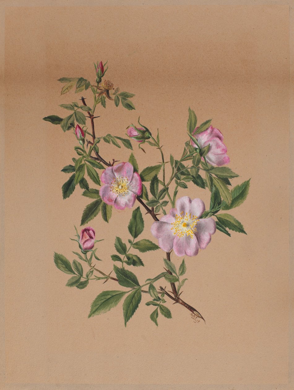 Rozenkransje (Hibiscus moscheutos) door Mary Vaux Walcott