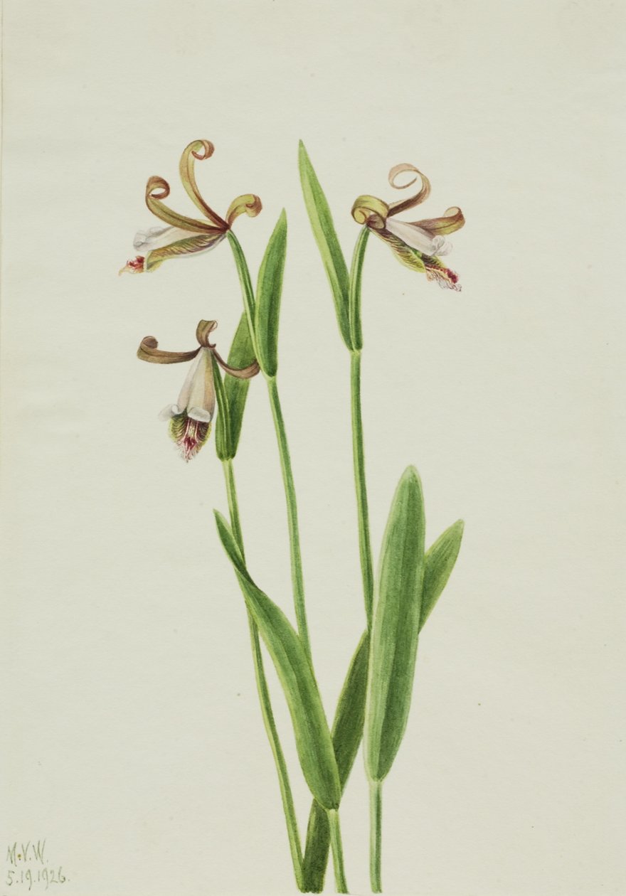 Rozenknopje orchidee (Pogonia divaricata) door Mary Vaux Walcott
