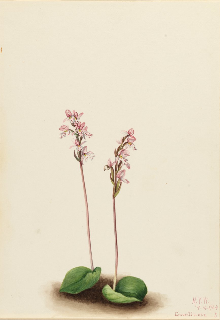 Ronde orchis (Orchis rotundifolia) door Mary Vaux Walcott