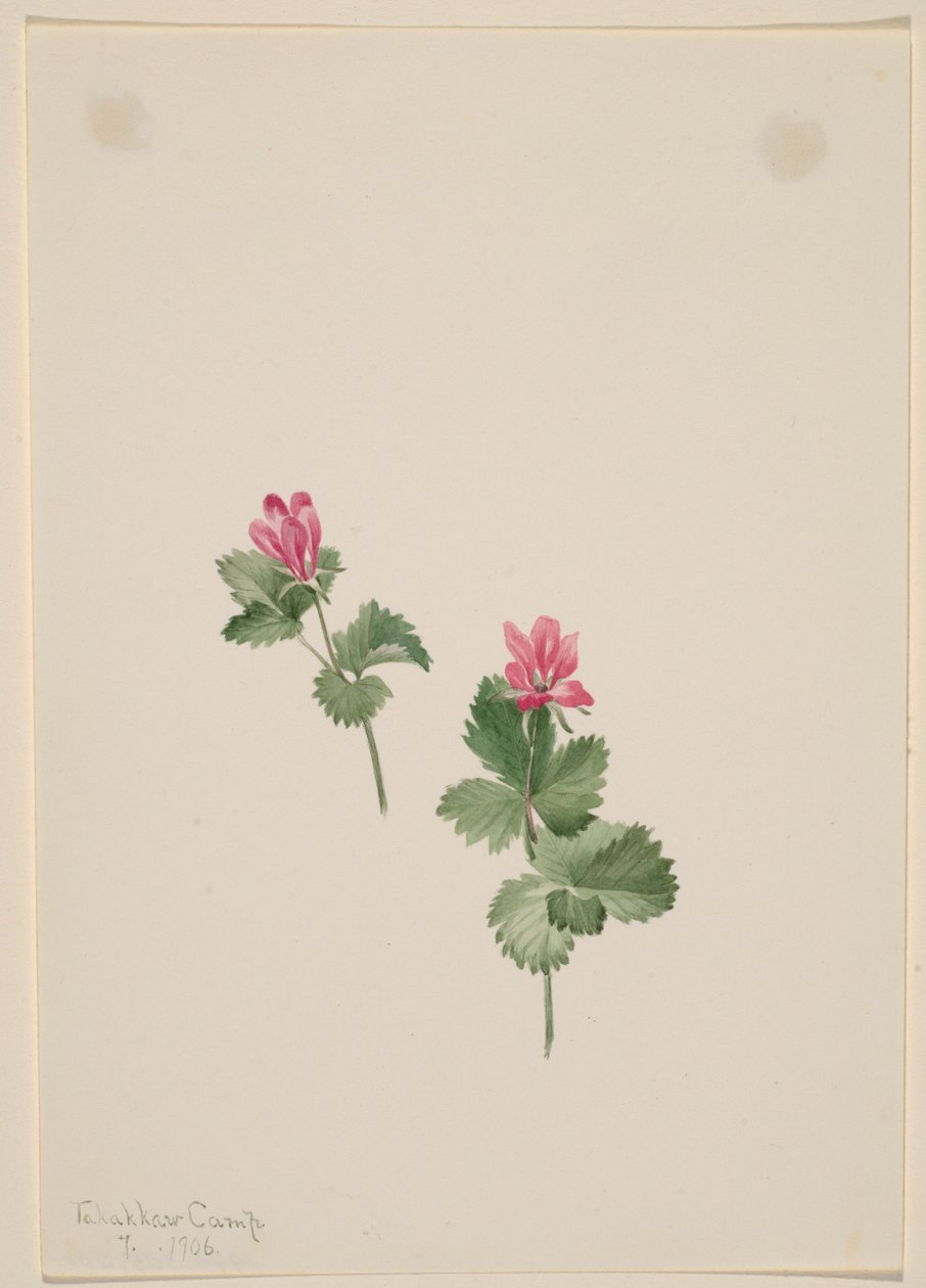 Rubus articus door Mary Vaux Walcott