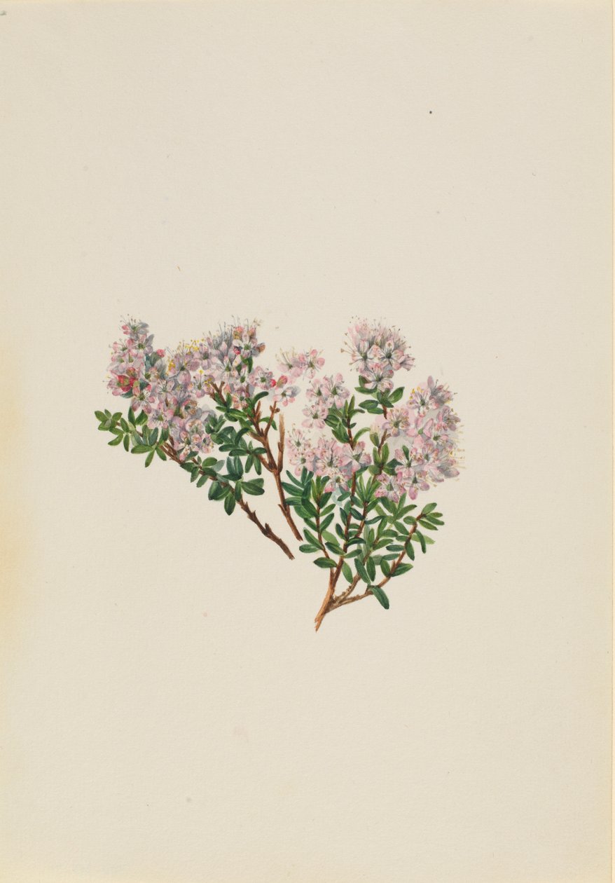Zandmirte (Leiophyllum lyoni) door Mary Vaux Walcott