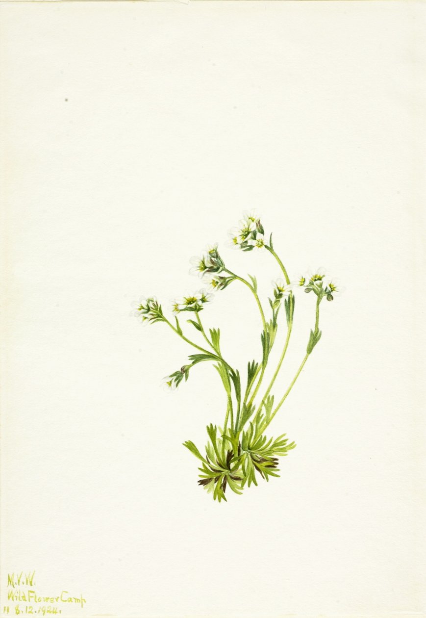 Sakifrage (Saxifraga caespitosa) door Mary Vaux Walcott