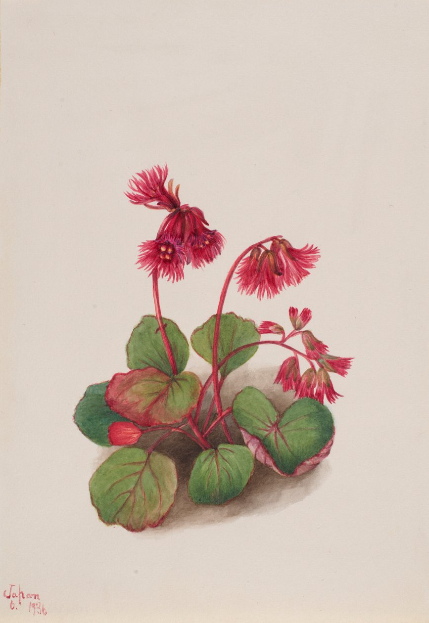 Schizocodon soldanelloides door Mary Vaux Walcott