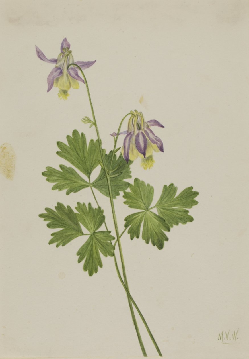 Kortbladige akelei (Aquilegia brevistyla) door Mary Vaux Walcott