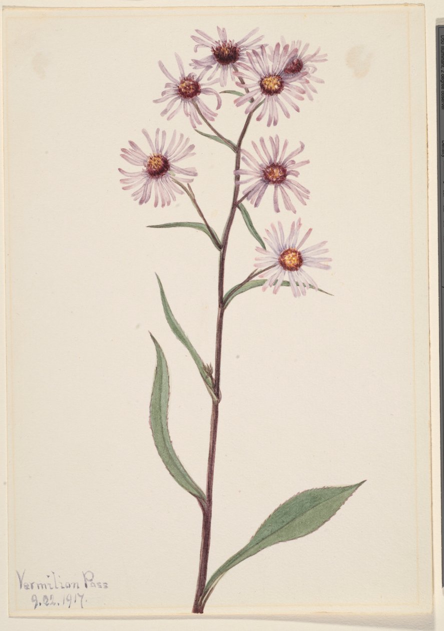 Opvallende aster (Aster conspicuus) door Mary Vaux Walcott