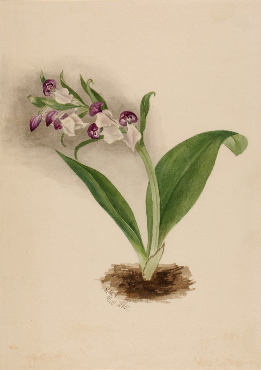 Showy orchideeën (Orchis spectabilis) door Mary Vaux Walcott