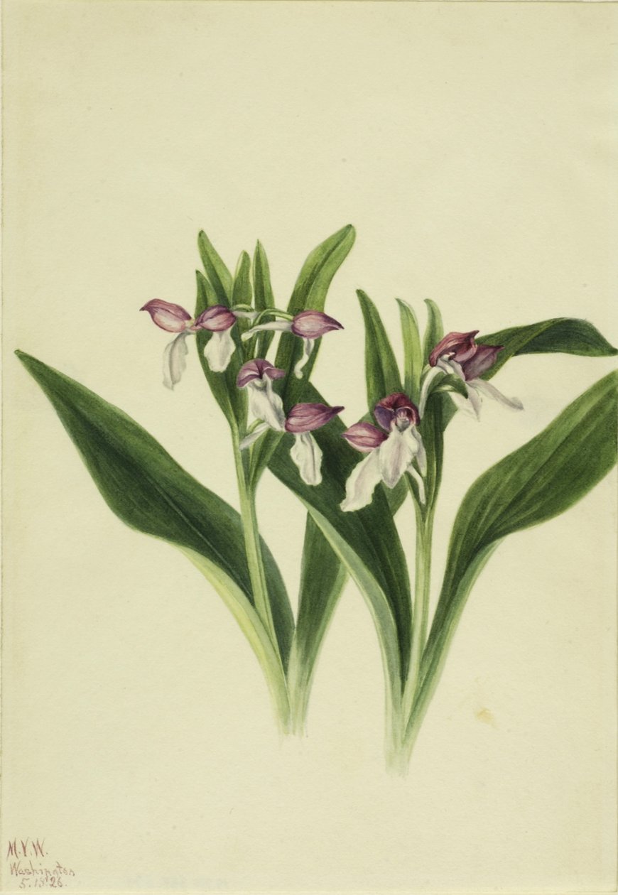 Showy Orchis (Orchis spectabilis) door Mary Vaux Walcott
