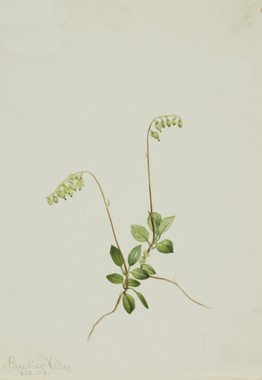Sidebells Pyrola Pyrola secunda, 1916 door Mary Vaux Walcott