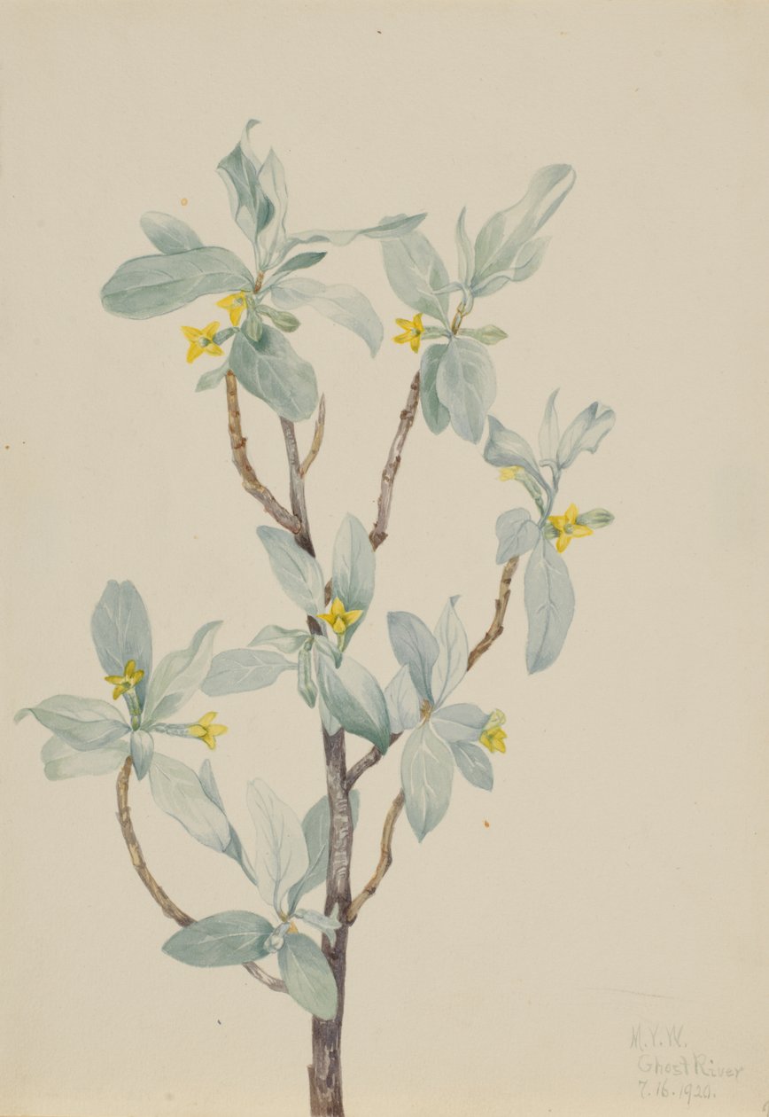 Zilverbes (Elaeagnus commutata) door Mary Vaux Walcott
