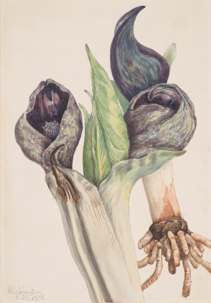 Skunkkool Spathyema foetida, 1918 door Mary Vaux Walcott