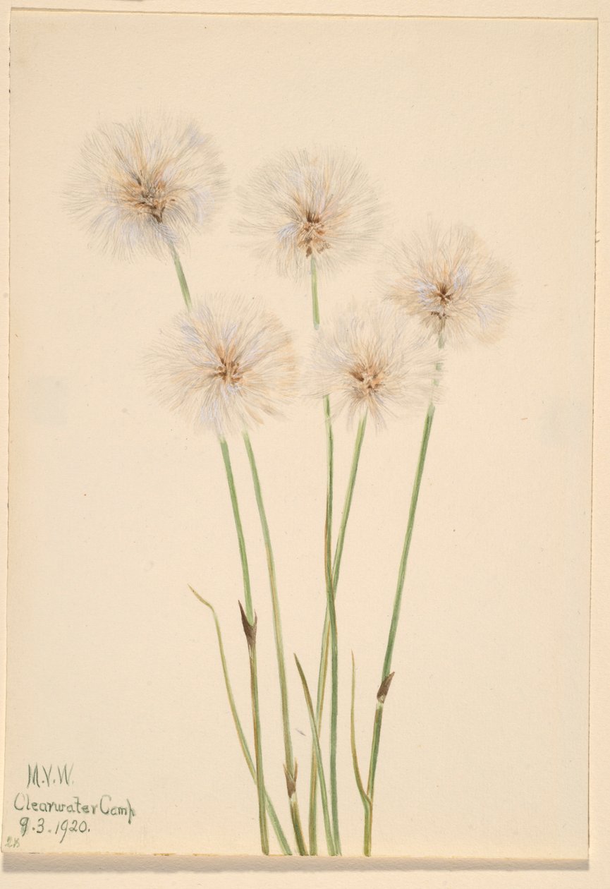 Slank katoengras (Eriophorum chamissonis) door Mary Vaux Walcott