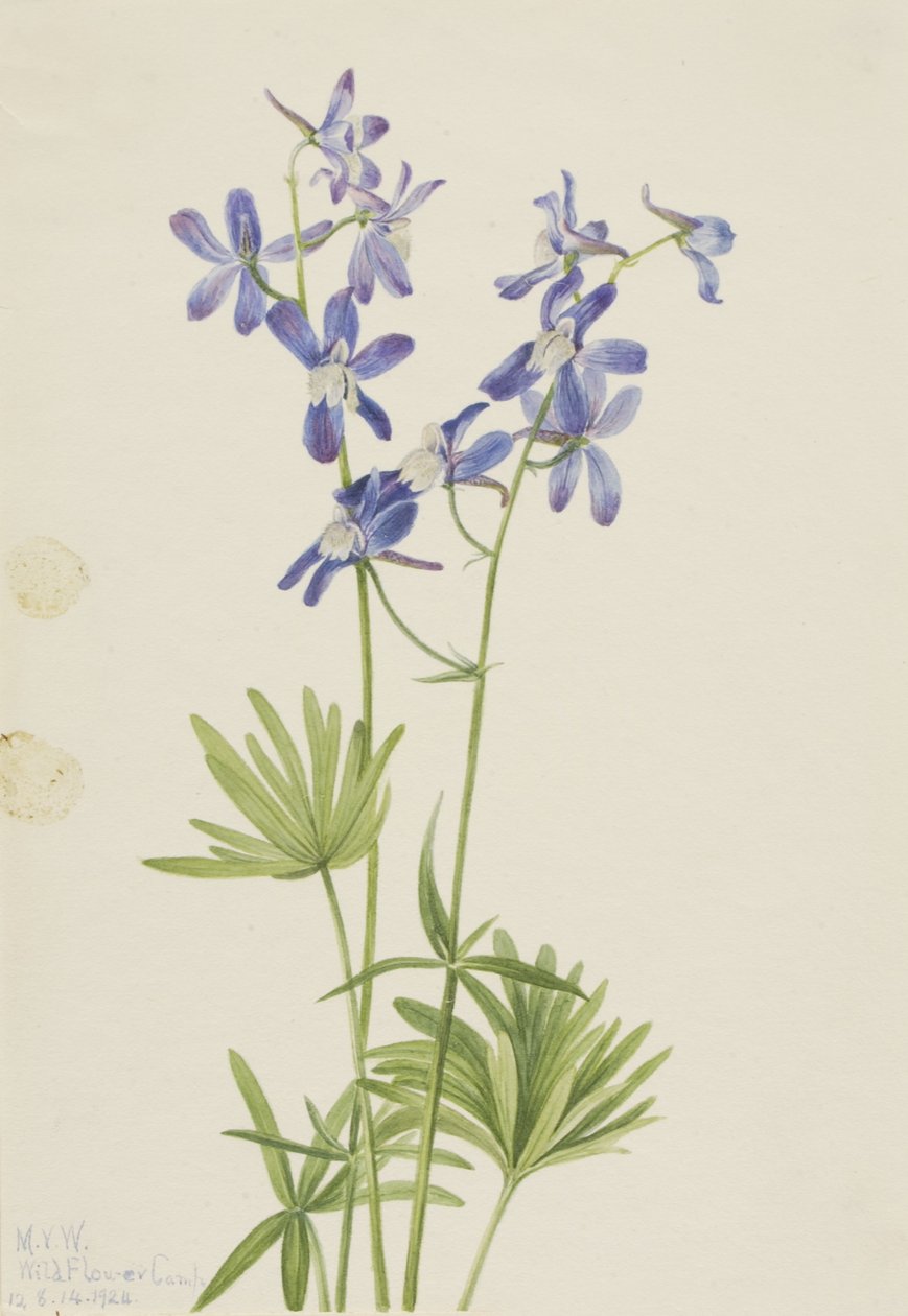 Slanke ridderspoor (Delphinium depauperatum) door Mary Vaux Walcott