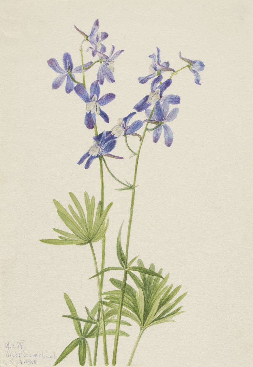 Slanke ridderspoor Delphinium depauperatum door Mary Vaux Walcott