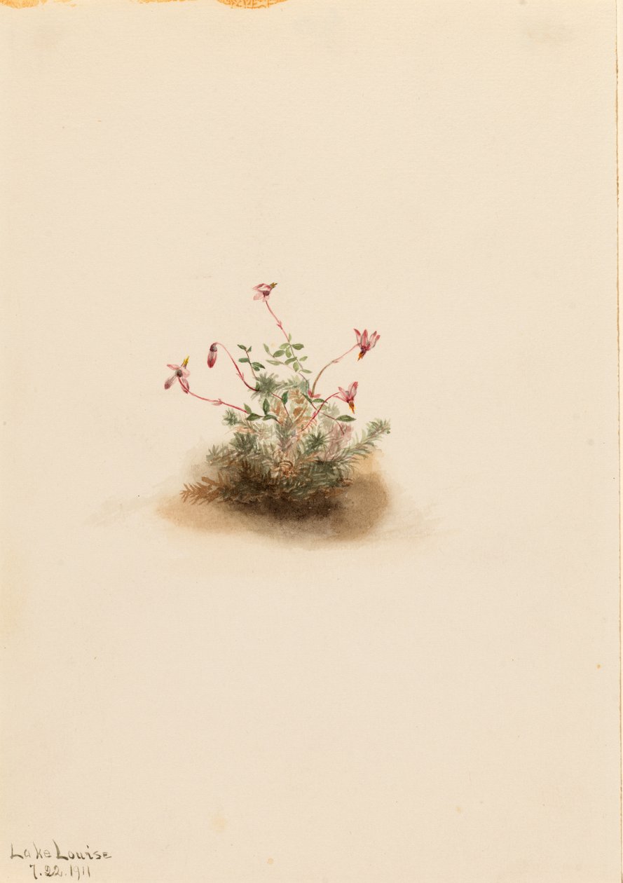Kleine veenbes (Oxycoccus palustris) door Mary Vaux Walcott