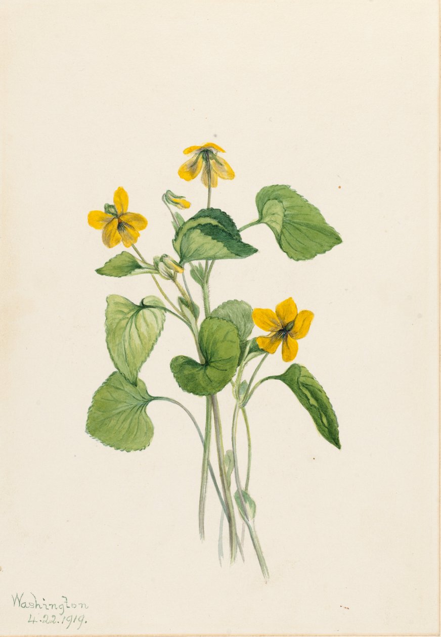 Glad geel viooltje (Viola eriocarpa) door Mary Vaux Walcott
