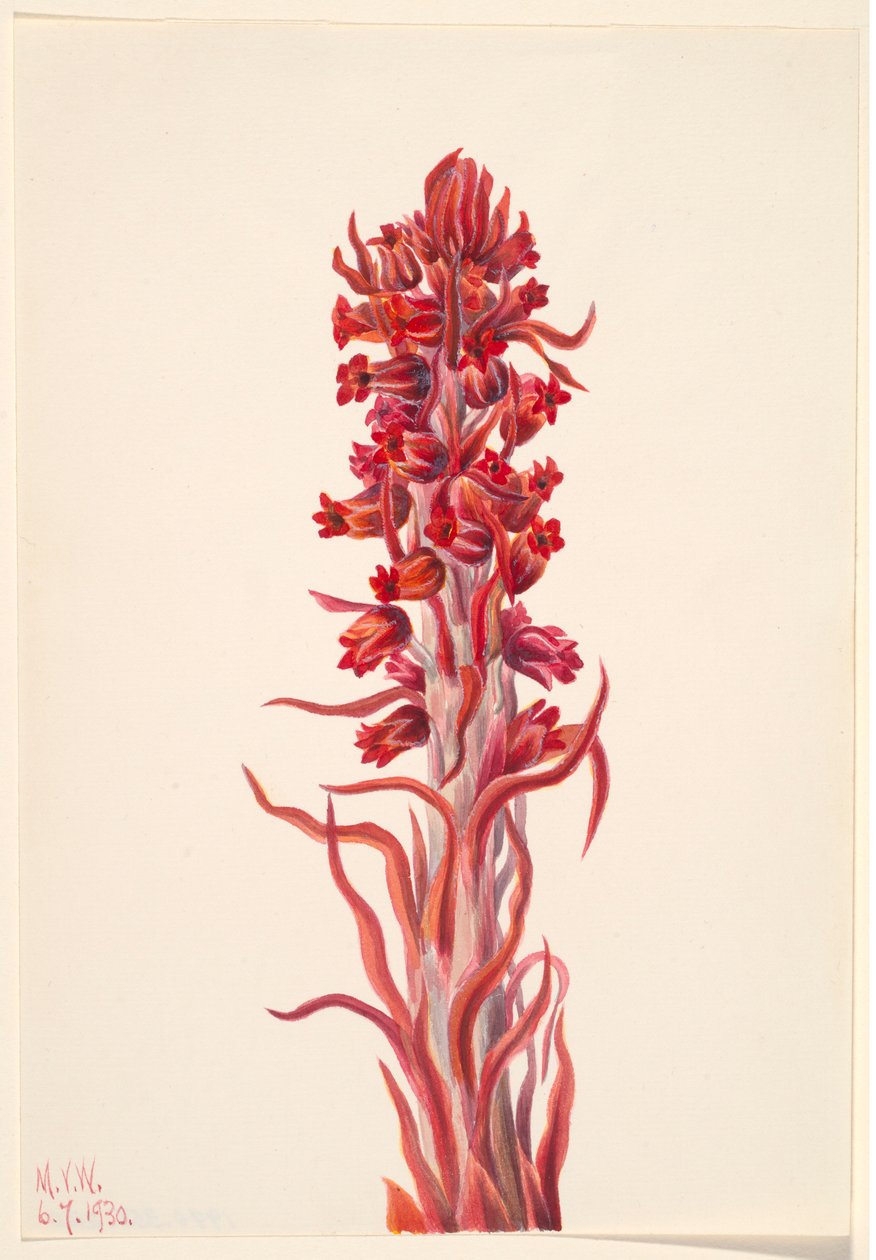 Sneeuwplant (Sarcodes sanguinea) door Mary Vaux Walcott