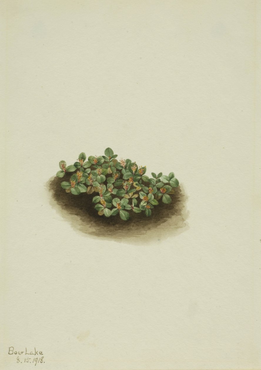 Sneeuwwilg Salix nivalis, 1918 door Mary Vaux Walcott