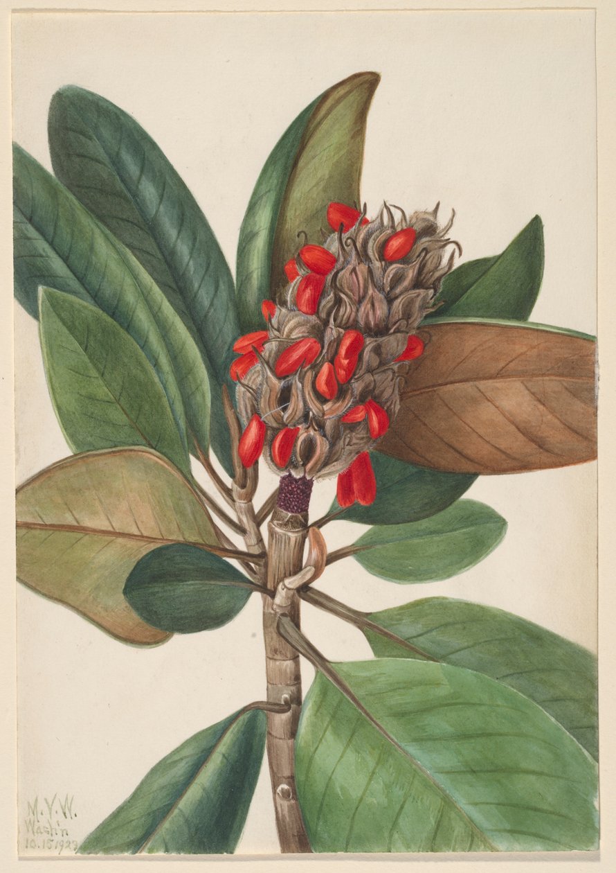 Zuidelijke Magnolia (Magnolia grandiflora) door Mary Vaux Walcott