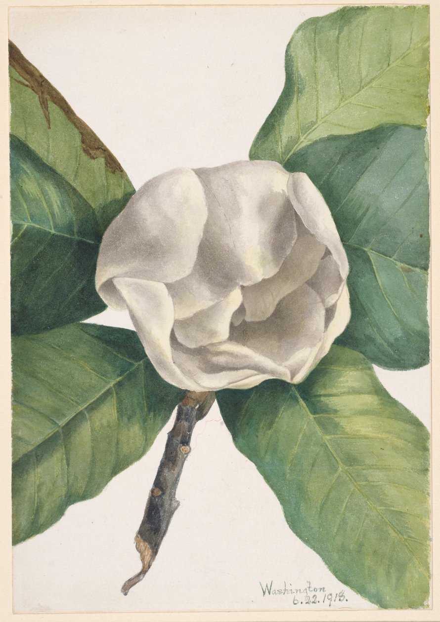 Zuidelijke Magnolia (Magnolia grandiflora) door Mary Vaux Walcott