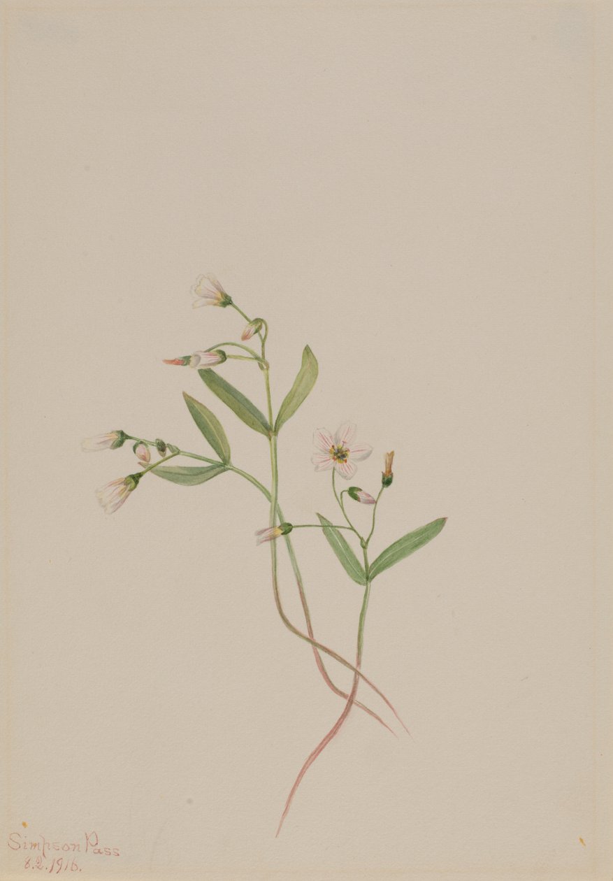 Voorjaarsschoonheid (Claytonia lanceolata) door Mary Vaux Walcott