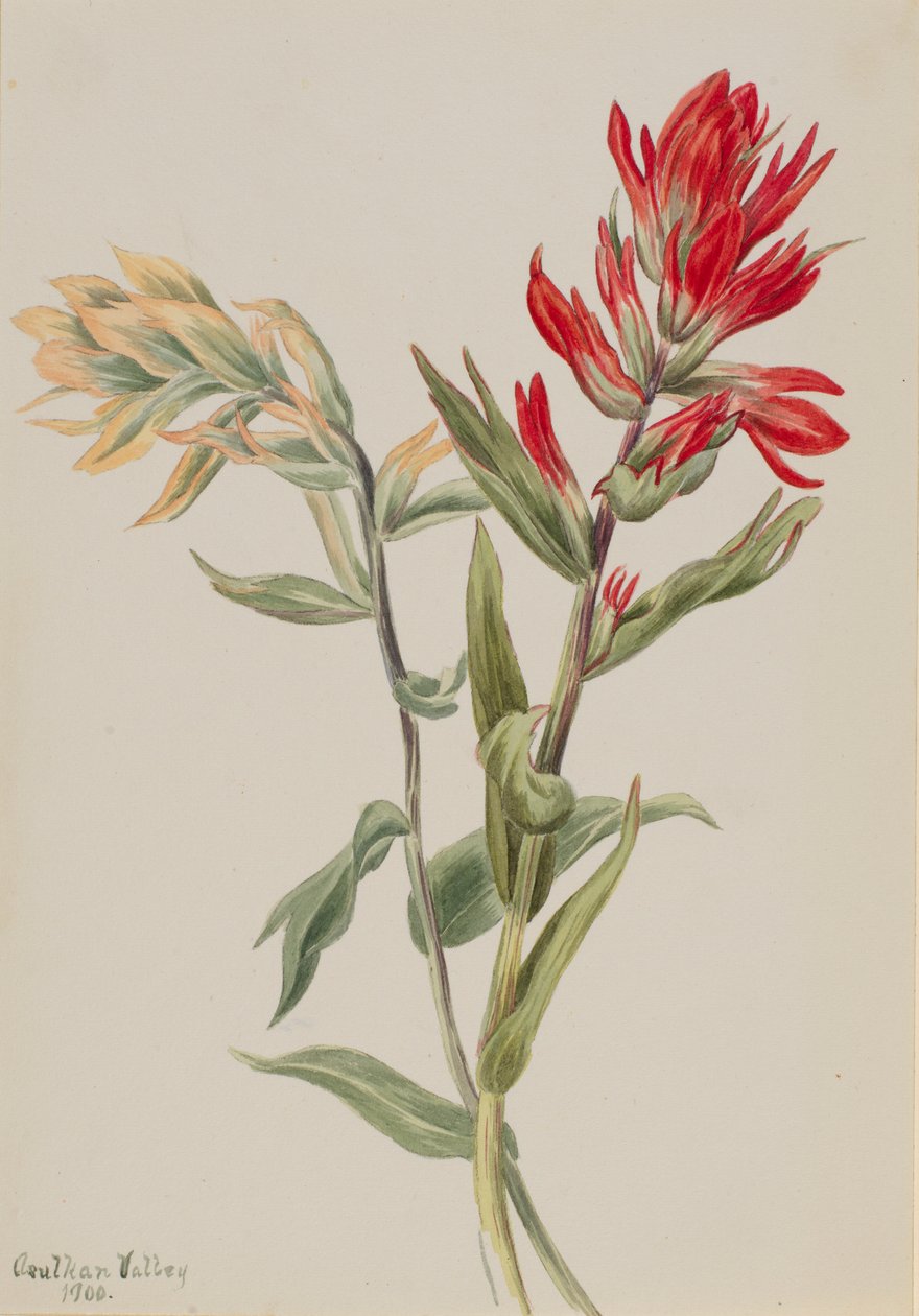 Stachys palustria door Mary Vaux Walcott