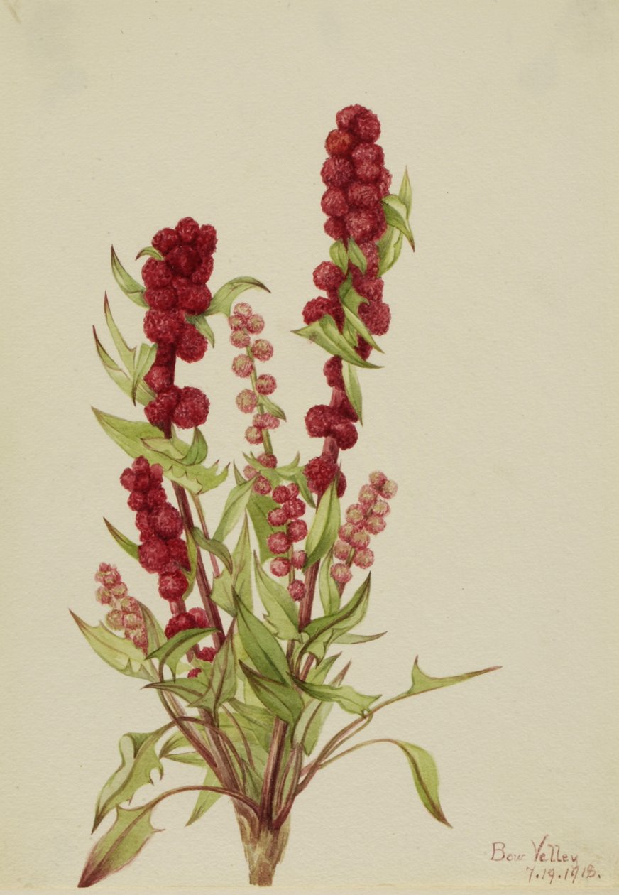 Aardbeispinazie Chenopodium capitatum door Mary Vaux Walcott