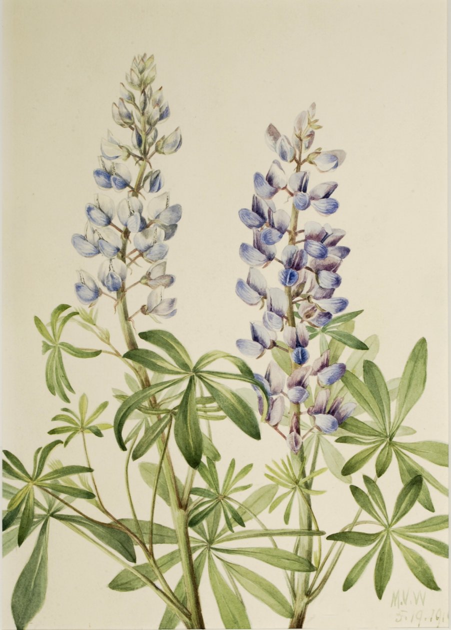 Sun Dial Lupine (Lupinus perennis) door Mary Vaux Walcott