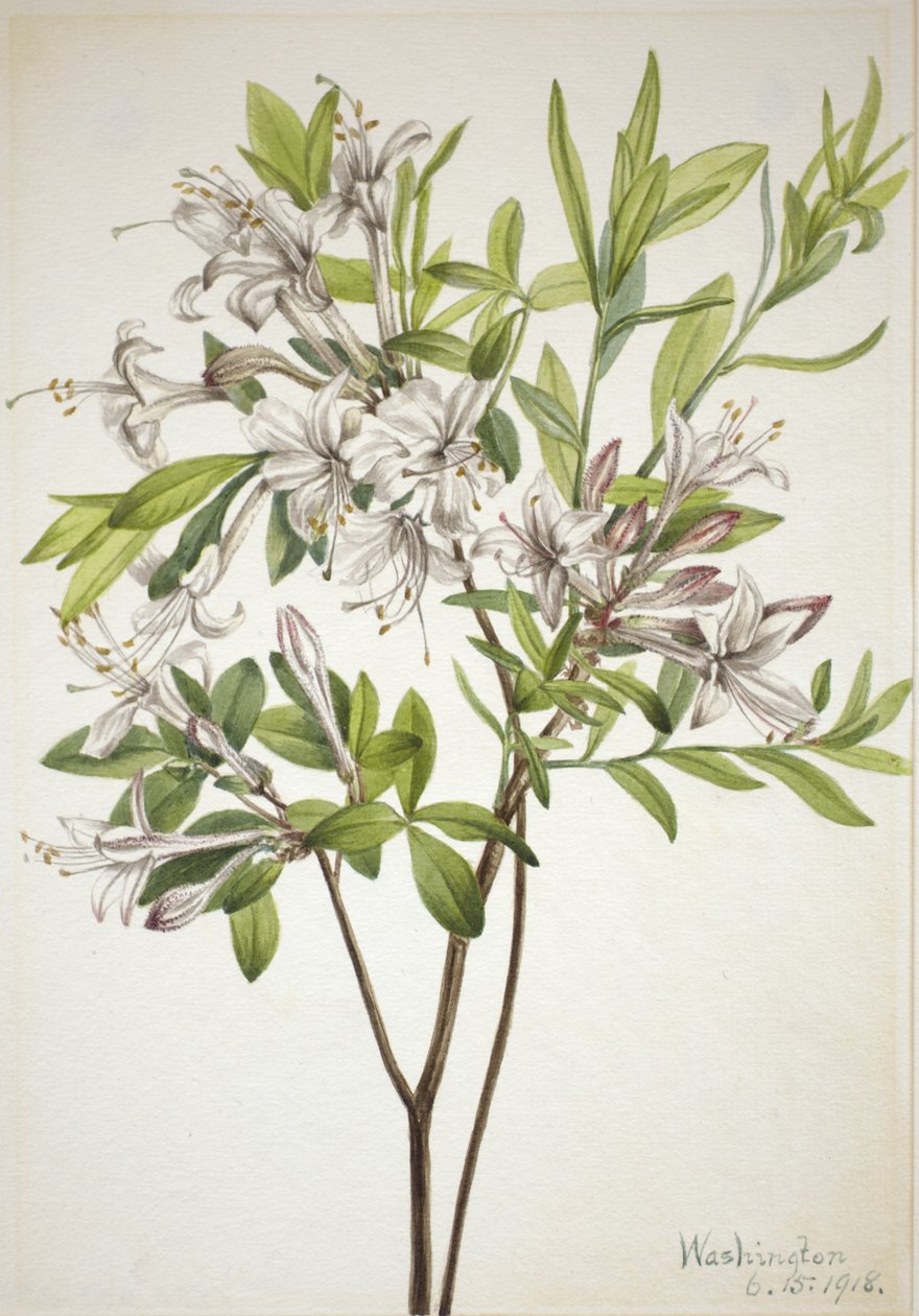 Moerasazalea (Azalea viscosa) door Mary Vaux Walcott