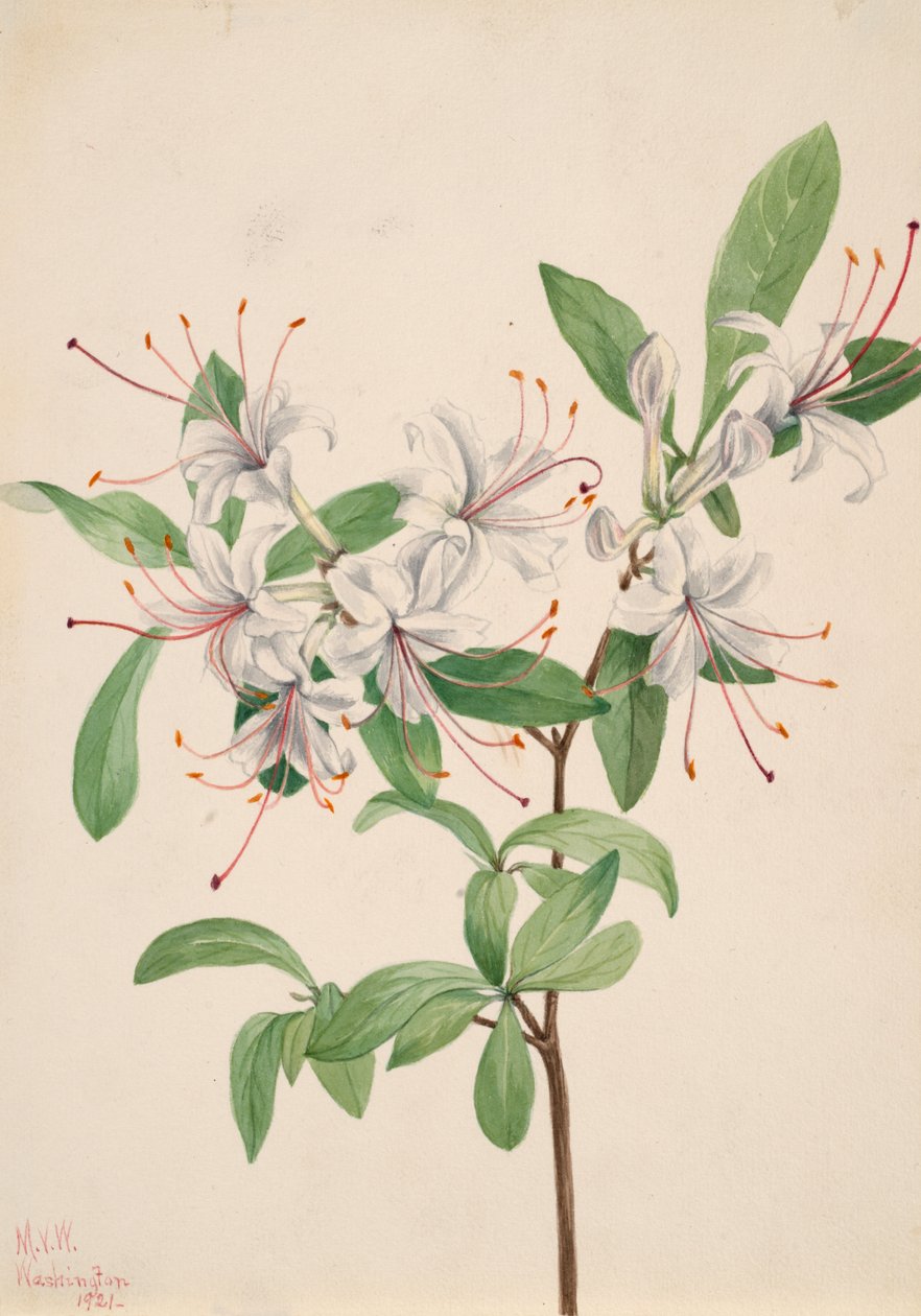 Zoete Azalea Azalea arborescens door Mary Vaux Walcott