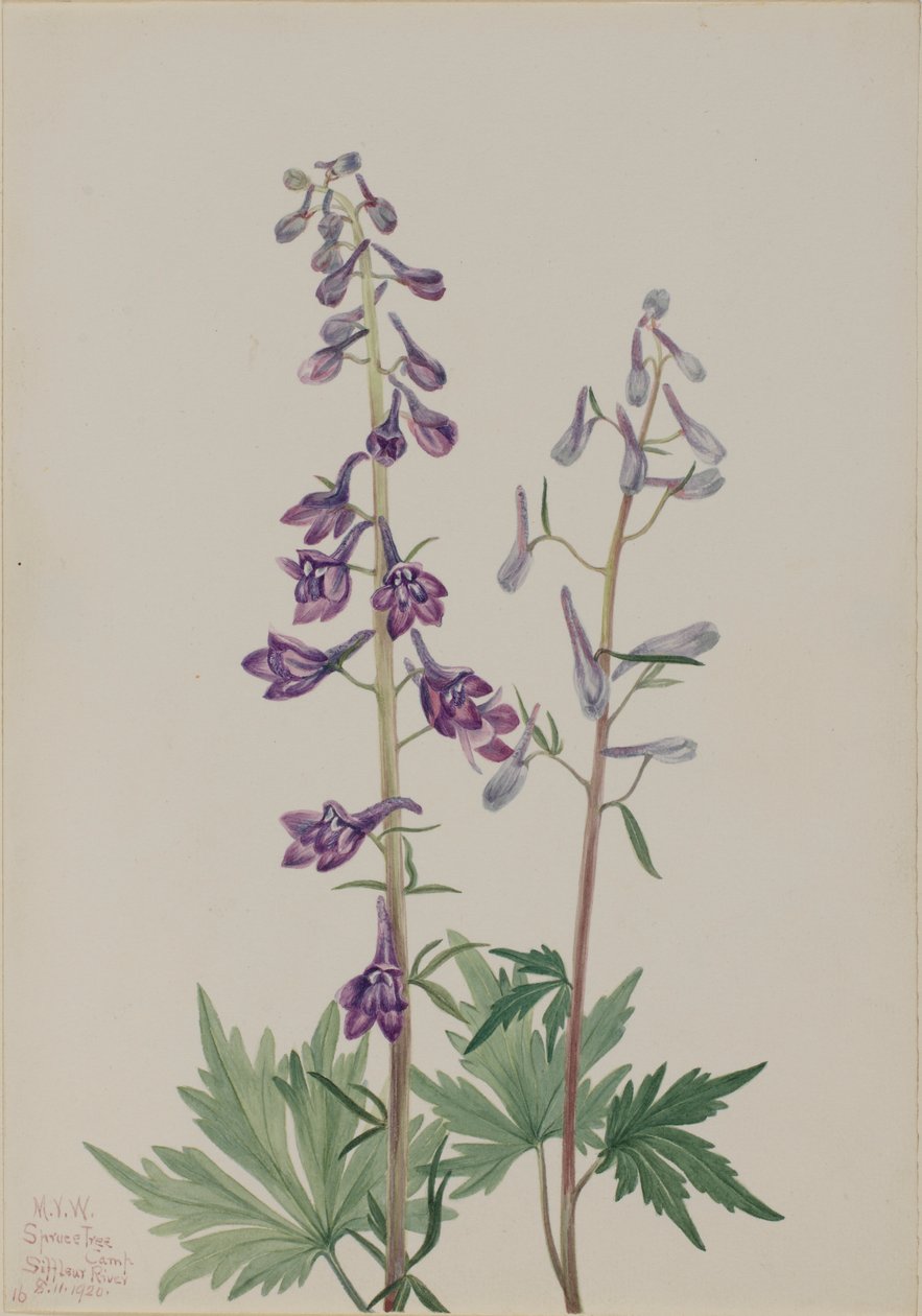 Ridderspoor (Delphinium elongatum) door Mary Vaux Walcott