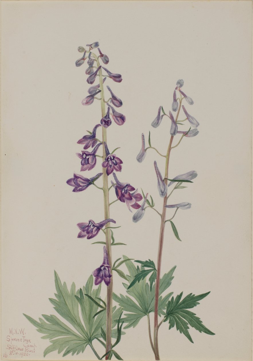 Hoge Ridderspoor Delphinium elongatum door Mary Vaux Walcott