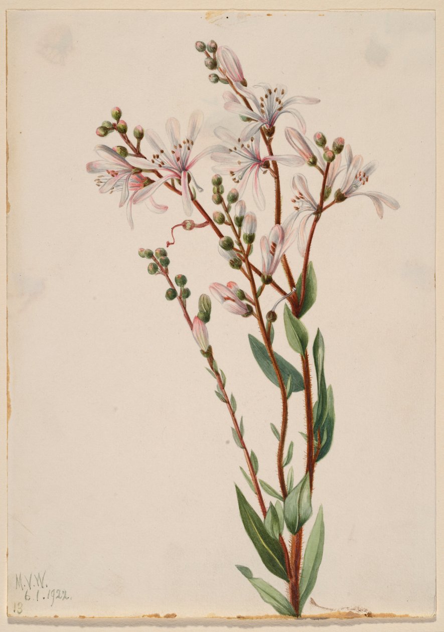 Teerbloem (Befaria racemosa) door Mary Vaux Walcott