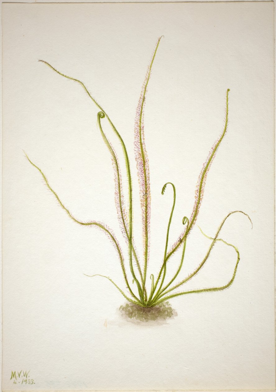 Draadblad zonnedauw (Drosera rotundifolia) door Mary Vaux Walcott
