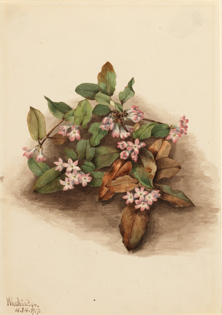 Slepende Arbutus (Epigaea repens) door Mary Vaux Walcott