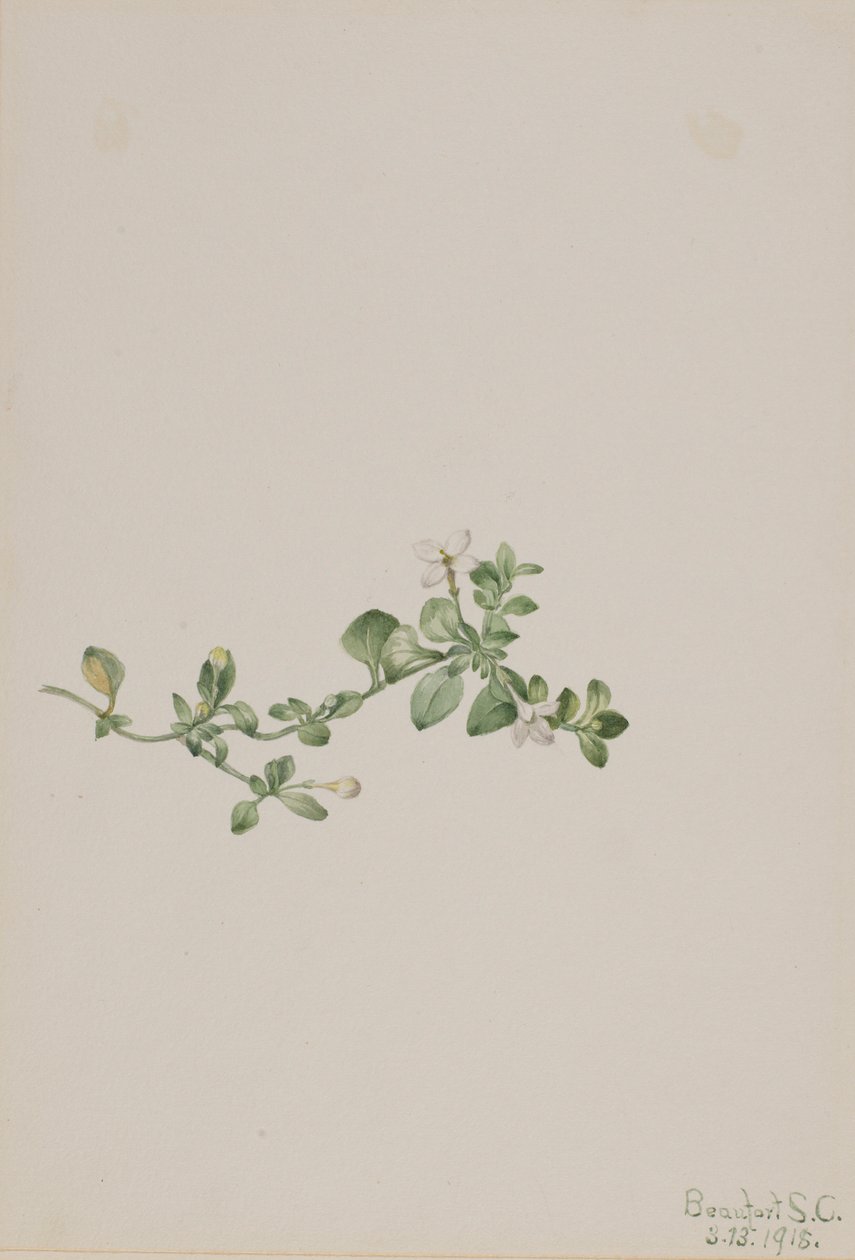 Houstonia (Houstonia procumbens) door Mary Vaux Walcott