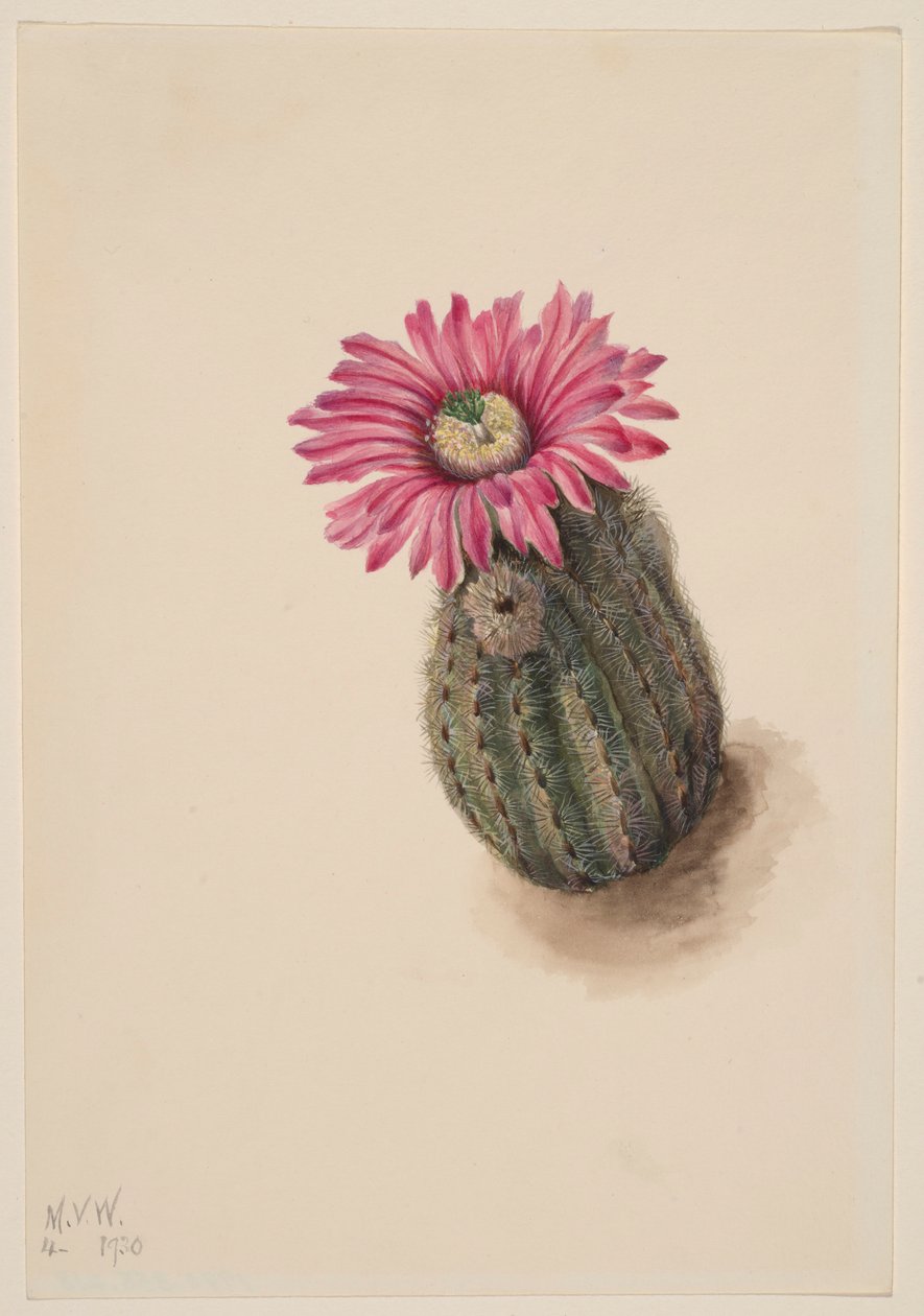 Turkeyhead Cactus (Echinocerus perbellus) door Mary Vaux Walcott