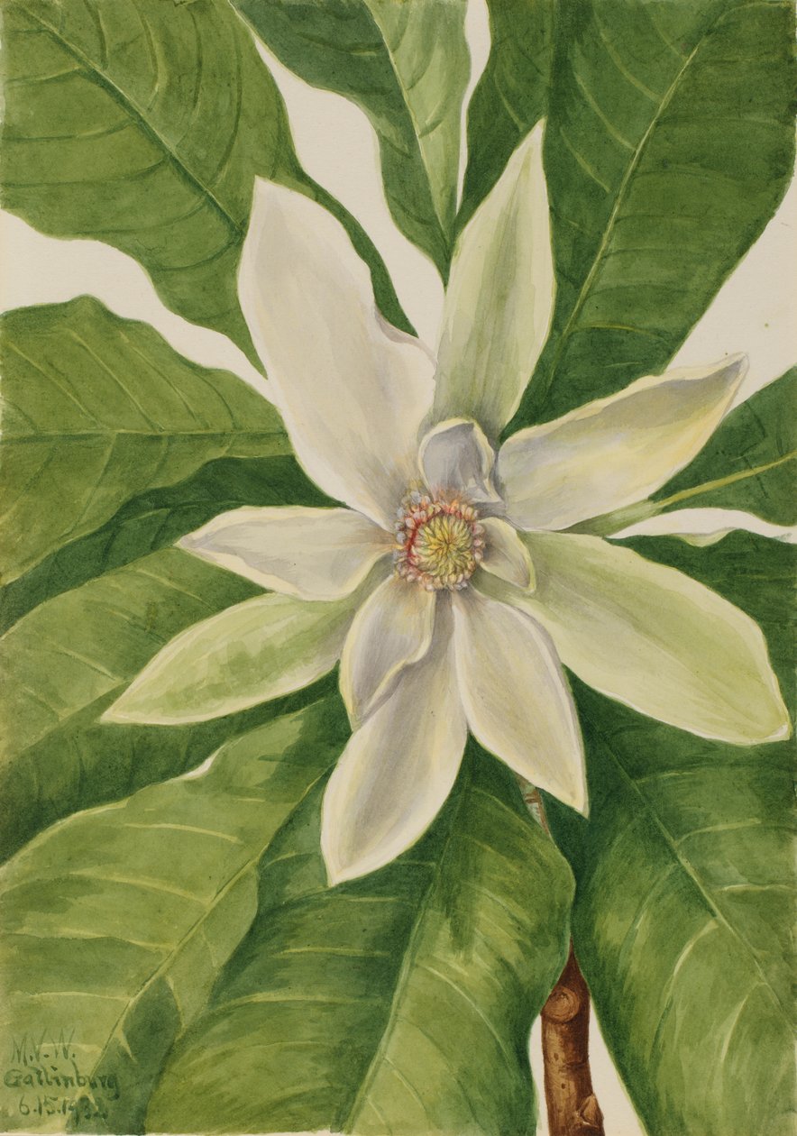 Parapluboom (Magnolia tripetala) door Mary Vaux Walcott