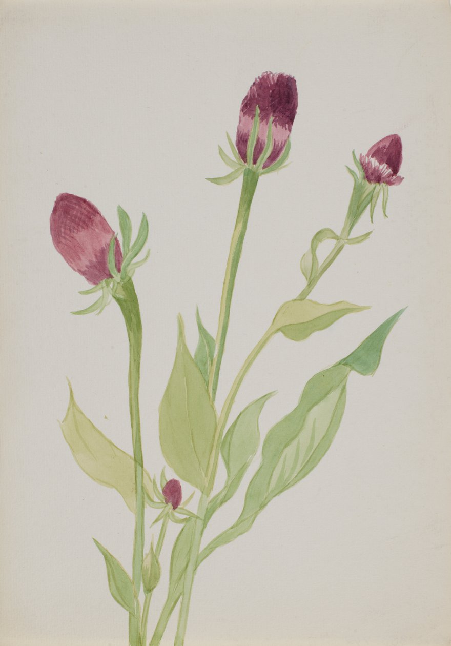 Zonder Titel--Bloemenstudie, n.d. door Mary Vaux Walcott