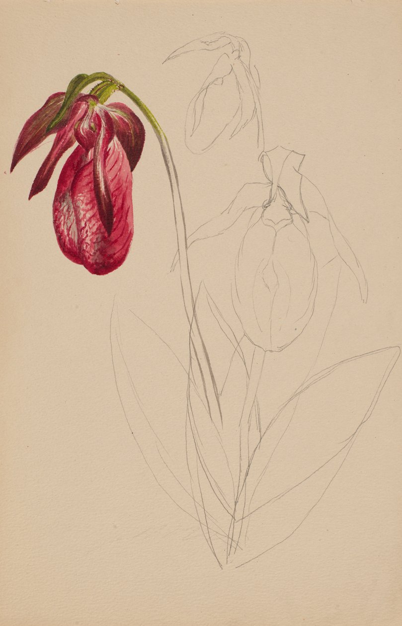 Zonder Titel Onvoltooide Schets, n.d. door Mary Vaux Walcott