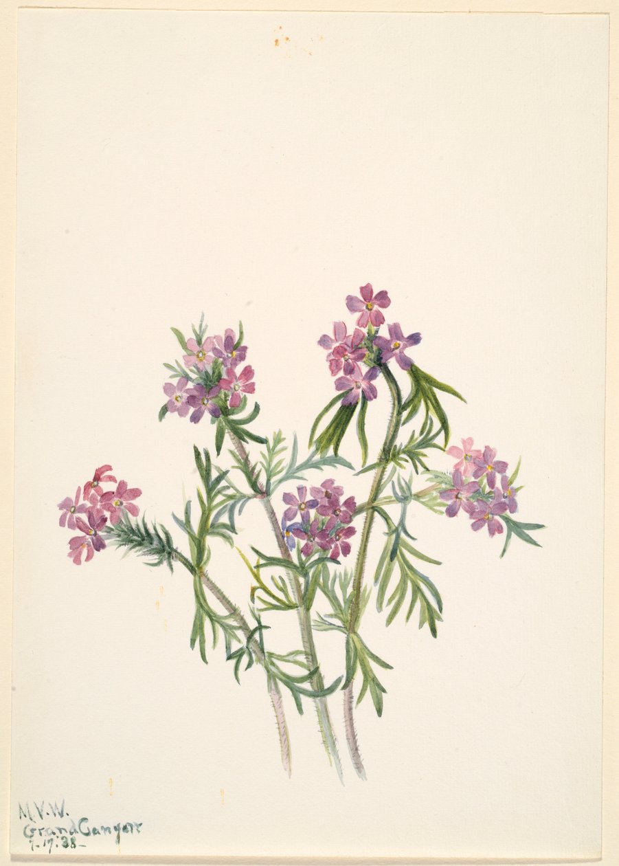 Vervain (Verbena wrightii) door Mary Vaux Walcott