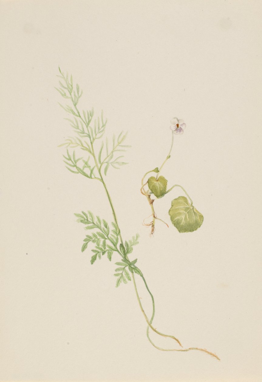 Viola palustris door Mary Vaux Walcott